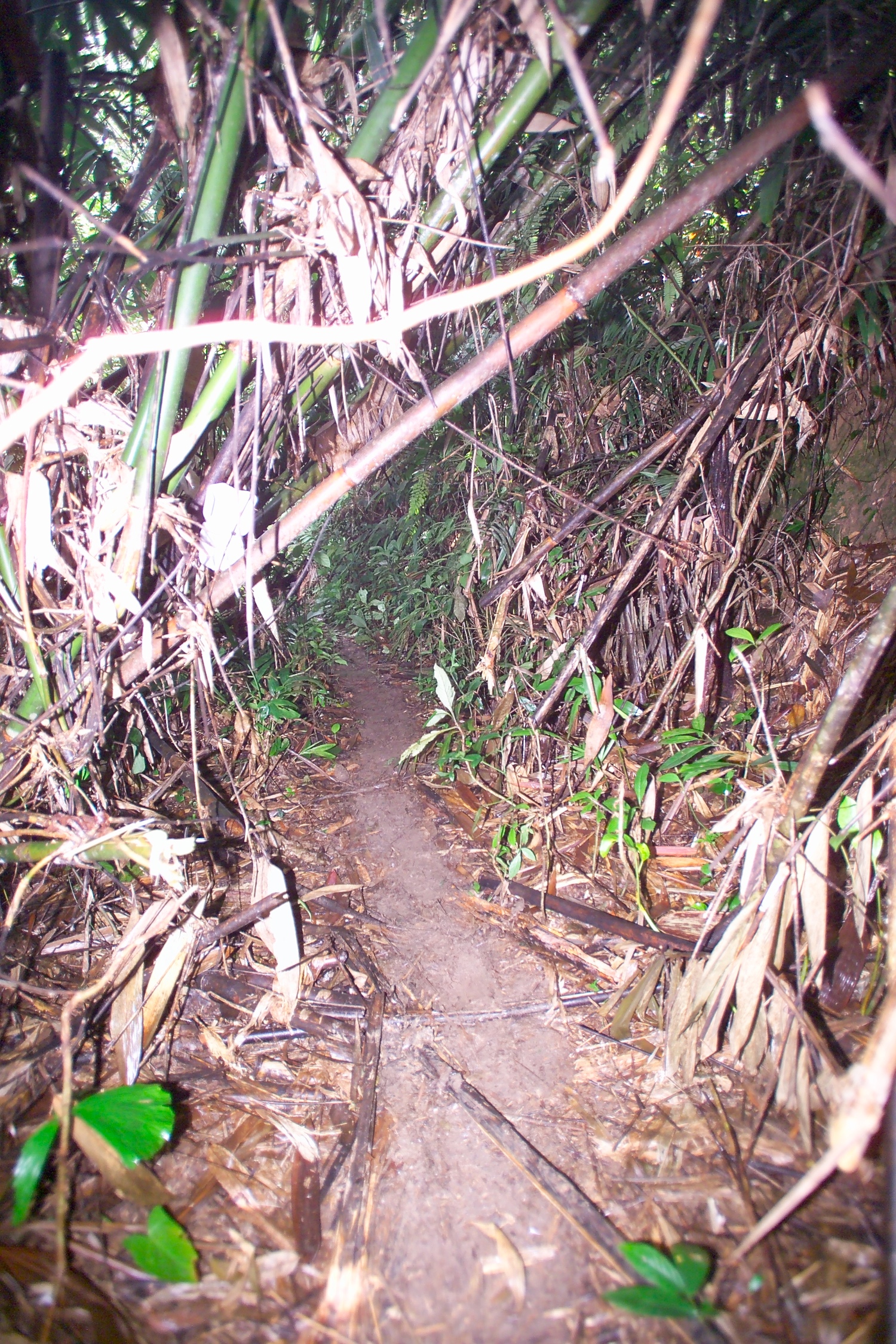 PTPM 06 31 kilau D9X44179